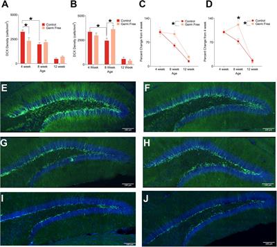 Disrupted Neurogenesis in Germ-Free Mice: Effects of Age and Sex